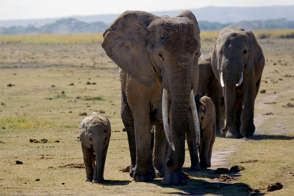 Kenia (143).jpg